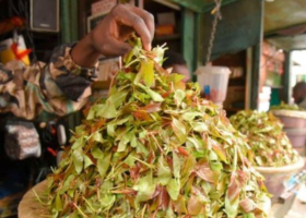 Health Experts Warn of Muguka Addiction as Lawmakers Consider Ban
