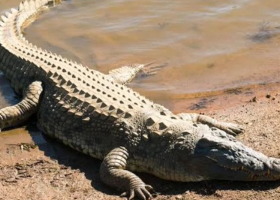 Boy, 13, Killed by Crocodile While Fetching Water in Makueni