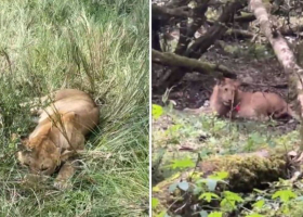 Six Lions Poisoned in Maasai Mara Days After World Tourism Day Celebrations