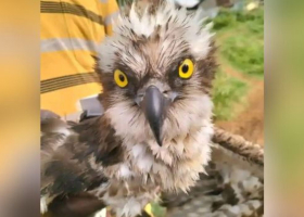 Migratory Osprey from Russia Saved by Fishermen on Lake Victoria