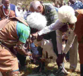 Kikuyu Elders Curse Embakasi East MP Babu Owino Over Slur Directed at President Uhuru