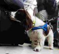 Kenya Acquires Narcotics Sniffer Dogs for JKIA Ahead of Nonstop Flights to the US