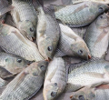 Kenyan Gov't Suspends Ban Imposed on Chinese Fish