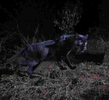 'Black Panther' Spotted in Kenya for the First Time in 100 Years