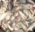 Kenya Gov't Makes U-turn, Lifts Ban on Imported Chinese Fish