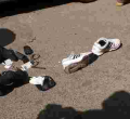 Police in Nairobi Gun Down Five Suspected Criminals in Botched Robbery Along Thika Road