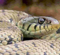 Nigerian MPs Scamper for Safety as Huge Snake Invades Parliament