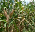Drunken Sex at Maize Plantation Turns Tragic as Kenyan Man Collapses, Dies