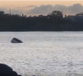 [VIDEO] Car Slides Off Ferry in Mombasa, Sinks into the Indian Ocean 