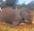 Uproar as Video of Armed Men Brutally Hacking Elephant to Death Emerges Online