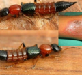 Kenyans Decry the Return of the Dreaded ‘Nairobi Fly’