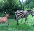 Zebra Gives Birth to a Zonkey in Kenya After Mating with Donkey