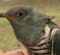 Migratory Bird Flies over 5,000Kms from Kenya to China in 5 Days