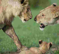 Kenyans Angered by KWS for Implanting Contraceptives on Lionesses