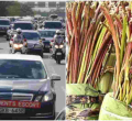 Kenyan Presidential Escort Officers Banned from Chewing Miraa