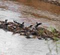 Over 300 Wildebeests Drown in Mara River During the Great Migration 