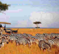 Kenya Becomes First Country Globally to Receive 'Safe Tourism Seal' Award