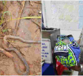 Newborn Baby Rescued Alive After Mother Dumped Him in Snake-Infested Septic Tank
