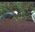 Shock as Kenyan Man Exhumes Wife’s Body to Sell His Land 