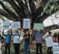 Uhuru Comes to the Rescue of 100-Year-Old Mugumo Tree Located in Westlands, Nairobi 