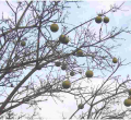 25 Members of the Same Family Die After Eating Wild Fruits and Plants 