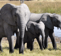 Zimbabwe to Start Selling Rights to Shoot over 500 Endangered Elephants 
