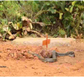 Residents Stunned as ‘Mourning’ Python Slithers into Venom Extractor’s House Before Lying on His Grave 