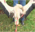 Migratory Bird Electrocuted in Kenya After Flying over 7,000km from Poland 
