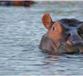 White South African Man Shoots a Black Woman, Claims He Mistook Her for a Hippo 