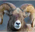 Sheep Sentenced to Serve Three Years at a Military Camp for Killing a Woman in South Sudan 