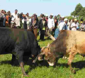 Kenyan Man Killed During a Bullfighting Match 