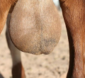 Chinese Woman in Kenya Charged with Stealing and Exporting Goat Testicles Worth Sh6 Million 
