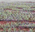 Workers Cry Foul as Del Monte Cuts Working Days to Cut Costs
