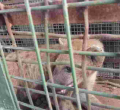 KWS Swiftly Captures Stray Hyena in Embakasi