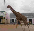 Poaching Crisis Threatens Garissa's Iconic Giraffes and Antelopes