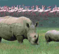 Kenya Launches Second Phase of National Wildlife Census at Lake Nakuru