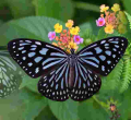Italian Father-Son Duo Fined $200,000 for Insect Smuggling in Sri Lanka