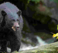 12-Year-Old Kills Bear, Saves Dad in Wisconsin Attack