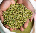 Kenyan MPs Vote Down 'Ndengu Bill' Amid Farmer Backlash