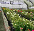 How Cloud Seeding Saves Billions in Naivasha Flower Industry
