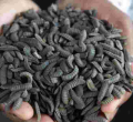 How Zimbabwean Farmers Are Surviving Drought with Maggots