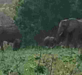 Kenya Celebrates Latest Twin Elephant Birth