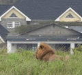 KWS Captures Stray Lioness in Rongai