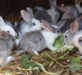 How 10,000 Farmers Are Turning Rabbit Breeding into Profitable Venture in Coastal Kenya