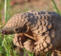 Kenya Battles Rising Wildlife Trafficking of Smaller, Endangered Species