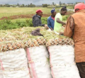 Nyandarua Potatoes Among Most Contaminated, Study Finds