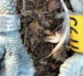 Second Finnish Osprey Found in Siaya County