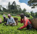 Israel-Iran Conflict Threatens Kenyan Tea Exports
