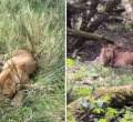 Six Lions Poisoned in Maasai Mara Days After World Tourism Day Celebrations