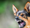 Washing Dog Bite Wounds Can Help Stop Rabies, Say Kenyan Vets